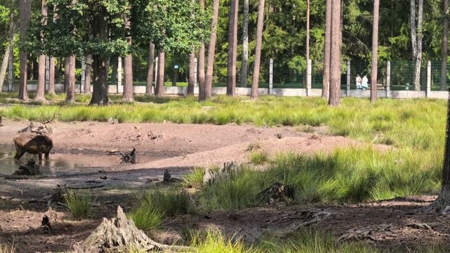 Олени в Беловежской Пуще