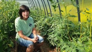 №3  Обзор теплиц 05.06.25  Об уходе за томатами. Посадка и формировка высокорослых томатов и гномов.