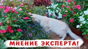 Как собирать семена катарантусов? 100 процентная всхожесть!