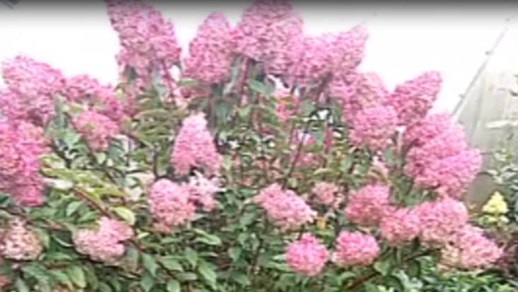 Парад цветов смотреть онлайн