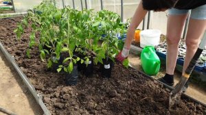 Сажайте томаты как мы! И забудьте про подкормки и удобрения.