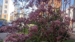 Посконник пятнистый «Атропурпуреум».