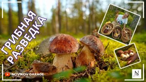 Грибная разведка 10 сентября 2025. Приозерский район + Выборгский район