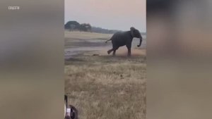 Медоед напал на слона в Зимбабве