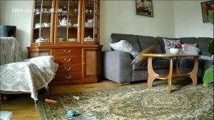 Ура хозяева уехали!