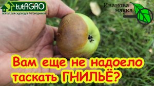 ЯБЛОКИ ГНИЮТ и ЧЕРНЕЮТ ПРЯМО НА ДЕРЕВЕ? Вот как надо это остановить. Сделайте обработку поскорее!