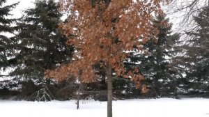 ПАДАЛ СНЕГ - музыка Павел Ружицкий, Snow Was Falling - music Pavel Ruzhitsky (1)