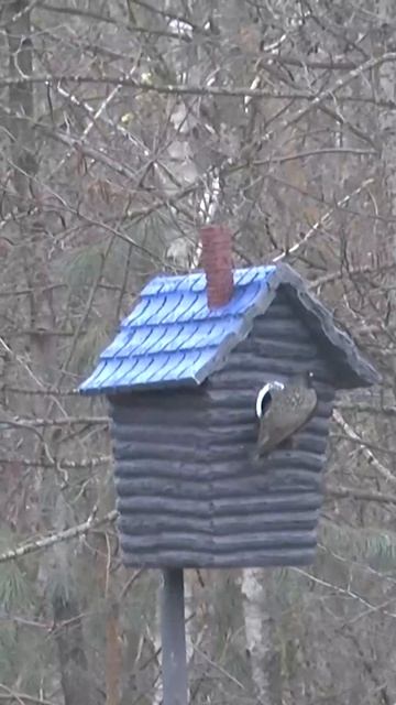 Скворечник из пеноплекса за год: Птицы дерутся за домик! Хейтеры в шоке! Успешный эксперимент! смотреть онлайн