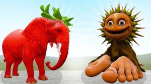 Клубничный Слон Против Лос-сокколоне - Итальянский Мем-головоломка