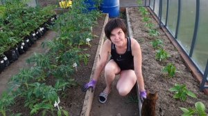 Как и когда поливать томаты в теплице? Первый полив после высадки в грунт.