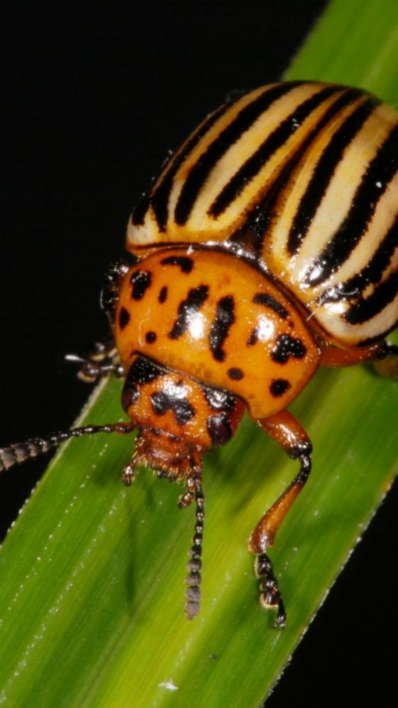 The Colorado Potato Beetle