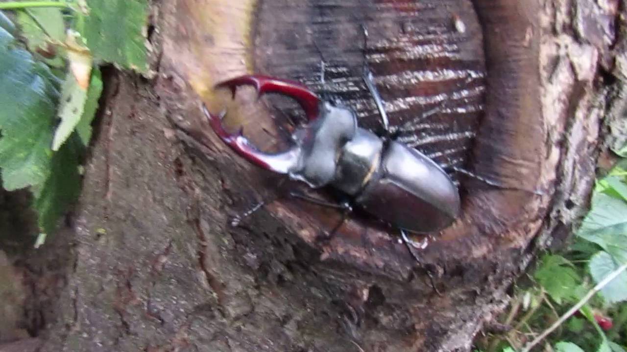 Чем питается жук-олень (лат. Lucanus cervus) ? смотреть онлайн