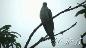 "Живет в лесу дремучем пернатая гадалка "  Автор текста  -- Александр Сажин