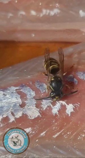 ГРОЗНЫЙ ПОЛОСАТЫЙ МУХ/ ОН ЖЕ ОС