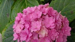 Каталог сортов крупнолистных гороензий 🌺🌿😍