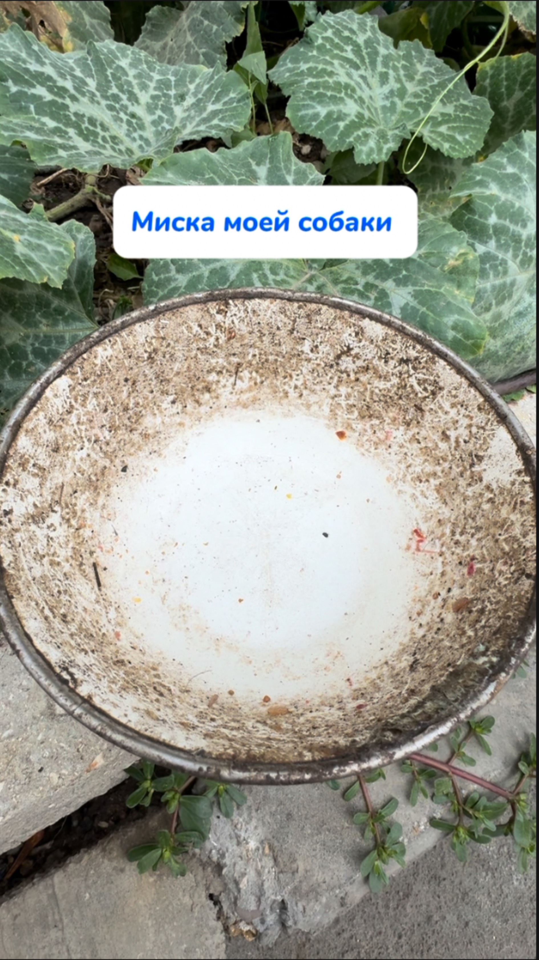 WB #93550775 Ozon #655295171 Этот очиститель безопасный и экологичный #собаки #мискадлясобак