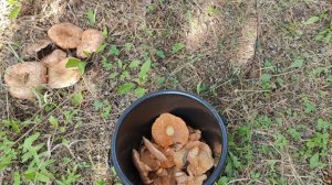 Царские грибы //