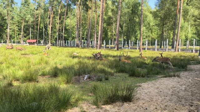 Олени отдыхают