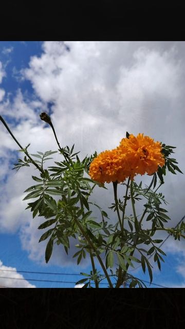 Бархатцы🌼🌼🌼 смотреть онлайн