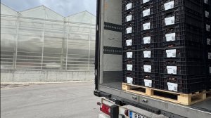 Тюльпаново, луковицы на складе