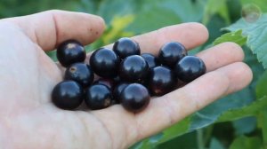 Подкормите так кусты смородины в сентябре октябре для колоссального урожая в следующем году!