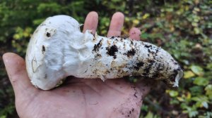 Шампиньоны Сахалин | Охота на белый гриб | Сбор грибов | Прогулка по лесу сентябрь 2025