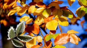 ❗Осенняя Сказка для взрослых - новая Песня "Рыжая девчонка"от Yulevna(Юлевна) и Арсений Романов