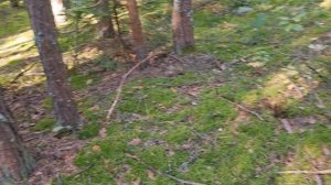 ГРИБНОЕ СУМАШЕВСТВИЕ 💥 поход за грибами 11.09.2025 в поисках белый и рыжиков