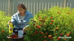 ДАЖЕ НЕ ДУМАЙТЕ ВЫБРОСИТЬ БАРХАТЦЫ ОСЕНЬЮ! Оздоровят почву, избавят от сорняков и болезней, а еще...