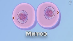 Митоз. Деление клетки