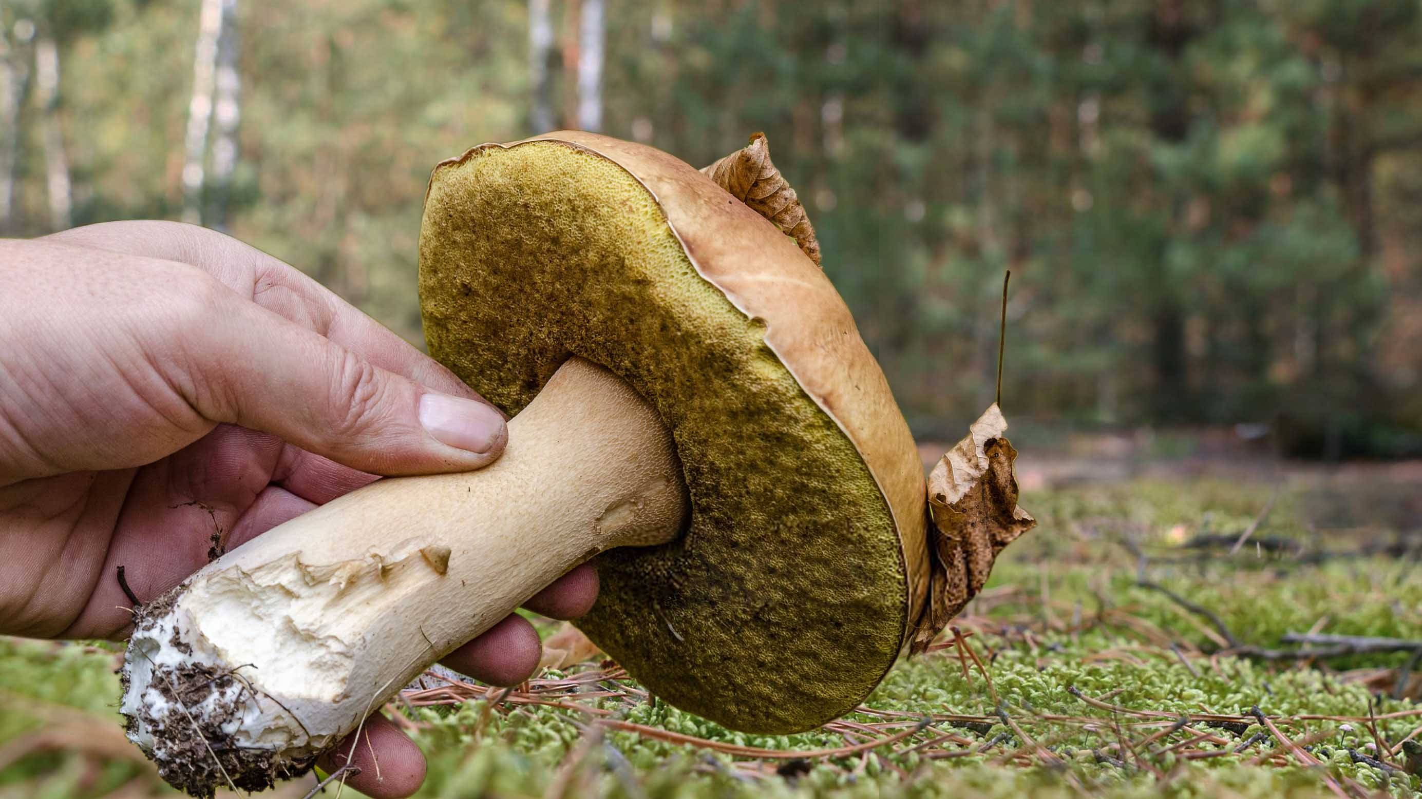 НАШЁЛ ГРИБНОЙ ЛЕС, БЕЛЫЕ ГРИБЫ растут на каждом шагу.Тихая охота в Сибири.