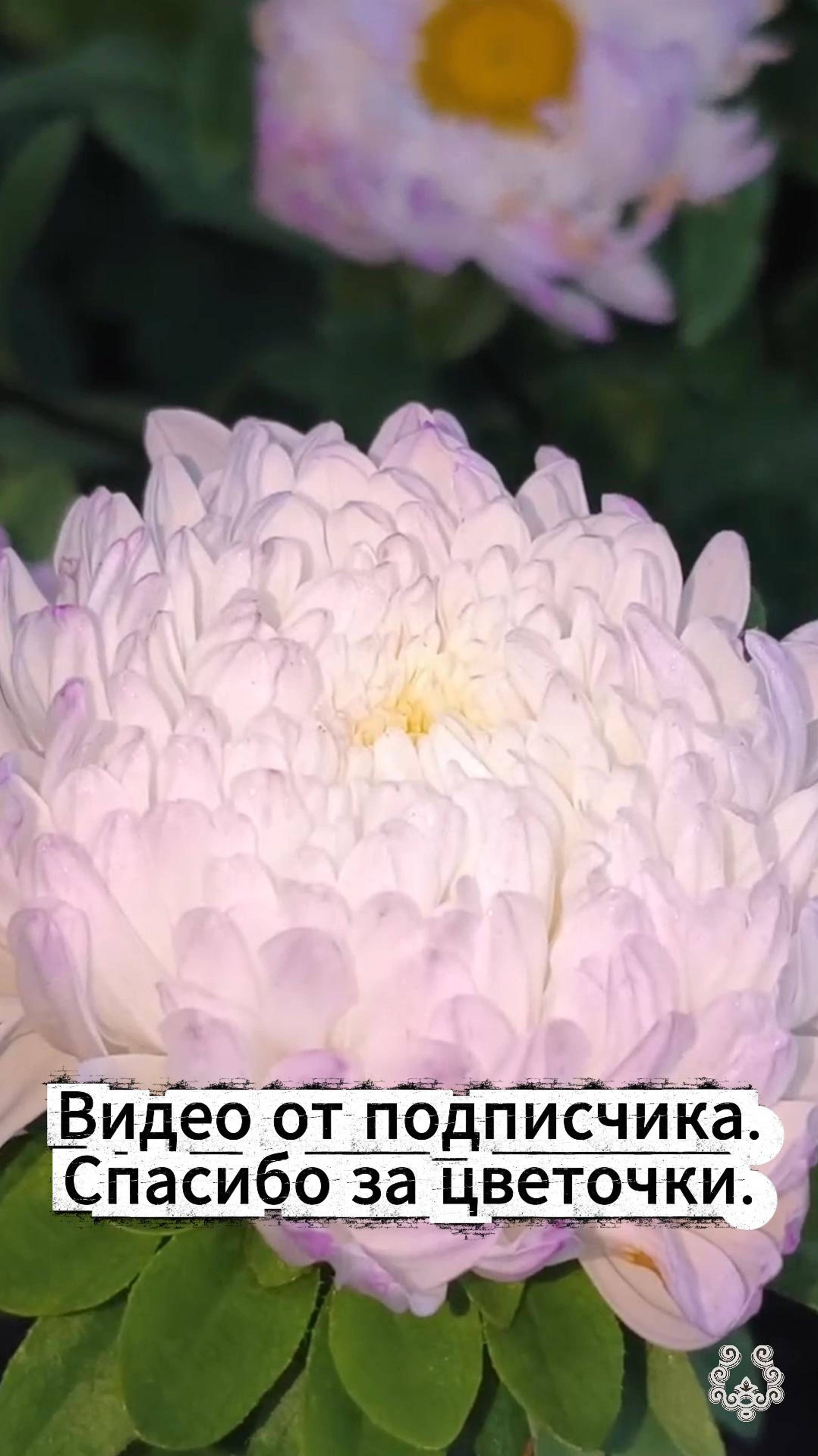 Спасибо подписчику за очередное красивое видео. смотреть онлайн