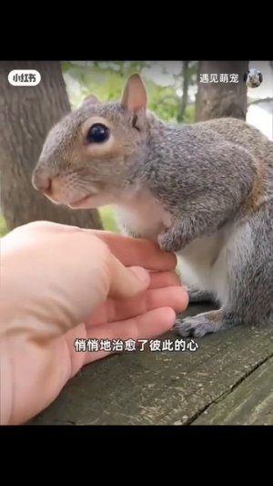 И это о братьях меньших!