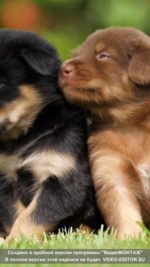 Милые щенята под расслабляющую музыку. Ставь лайк, если они тебе нравятся!
