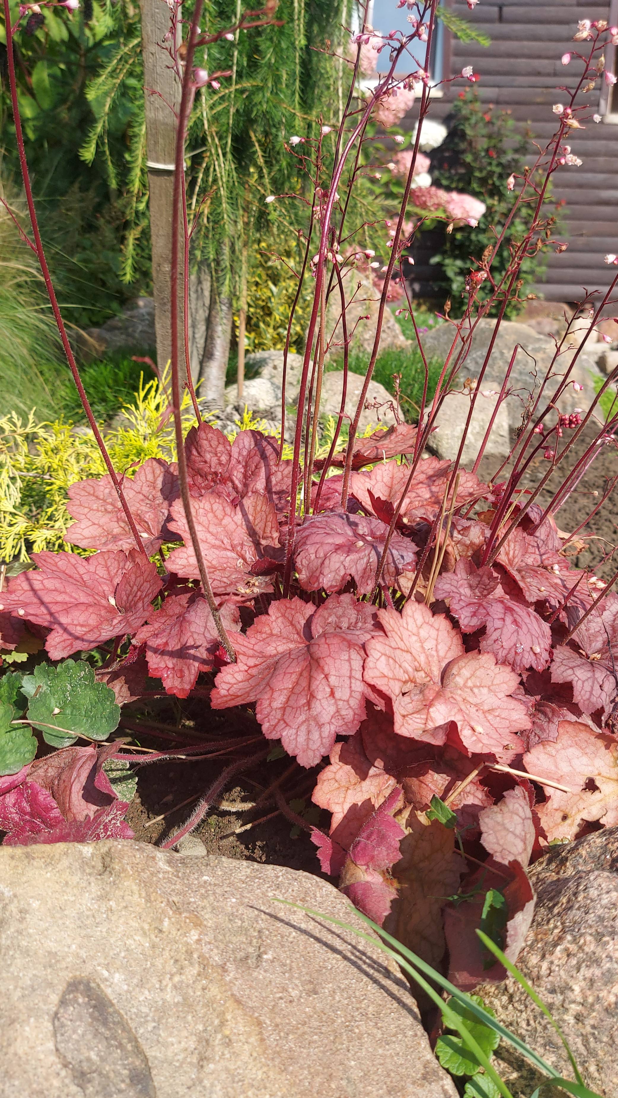 Гейхеры в моем саду. Ярко, красочно с весны до осени🤗👌 смотреть онлайн