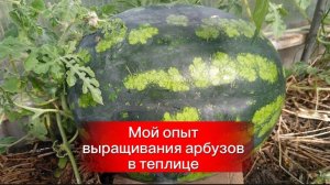 Выращивание арбузов в теплице, мой опыт