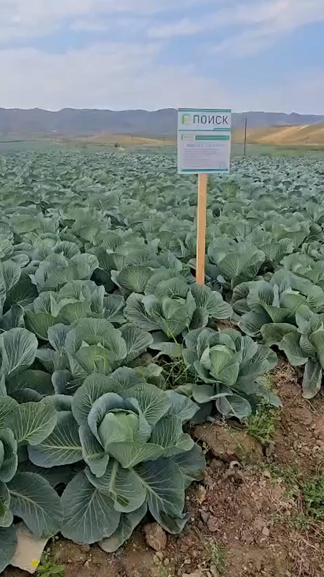 Лучшая капуста для фермеров! Капуста для промышленных масштабов.