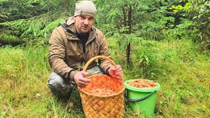 СТОЛЬКО ГРИБОВ Я ЕЩЕ НЕ ВИДЕЛ. ВСТУПИТЬ НЕ КУДА, ГРИБЫ ХРУСТЯТ ПОД НОГАМИ. СБОР РЫЖИКА В ПОЛЯХ.