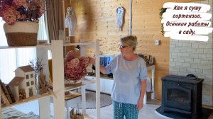 Как я сушу гортензии. Осенние работы в саду.