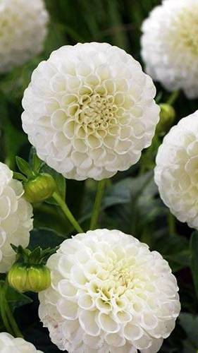 Выращивание георгин. Посадка в горшки. #SHORTS