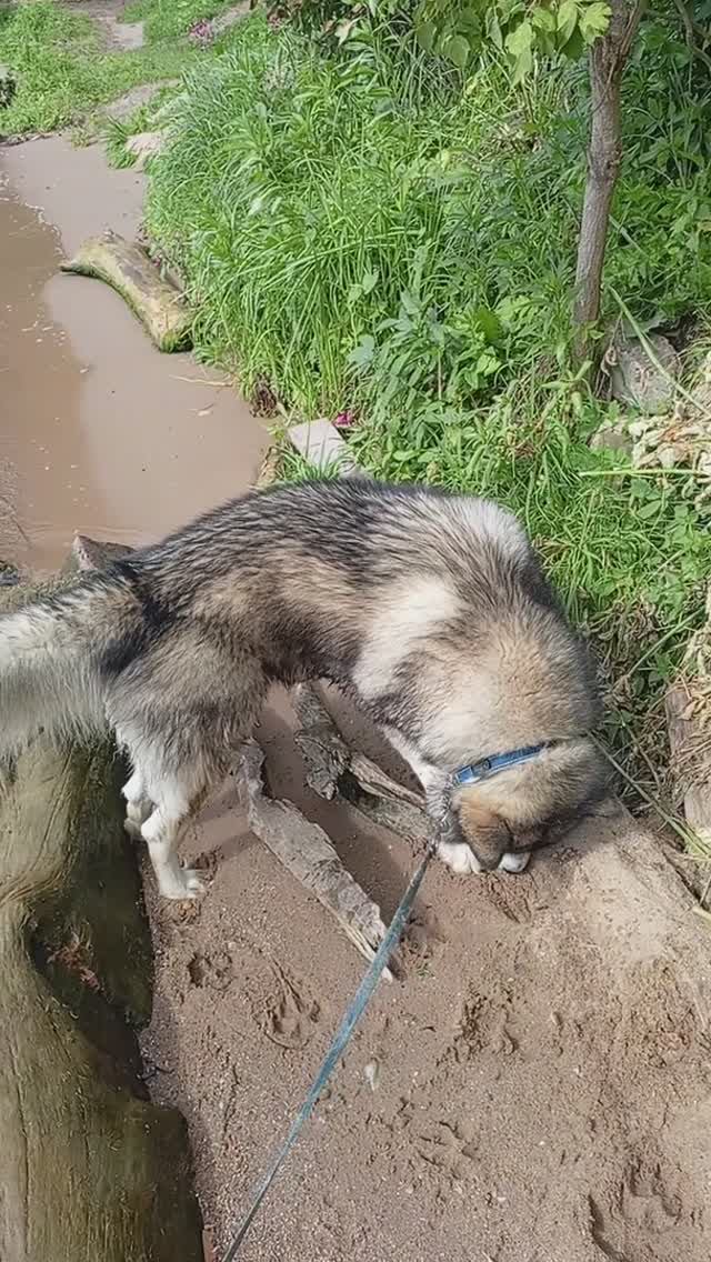 Ни дня без купания 🤗🐾🐺❤️ аляскинский маламут