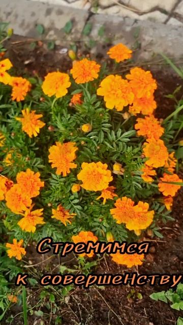 11 сентября.
АСТРОЛОГИЯ ДНЯ. 

Работа, служение, рутинные обязанности  находятся на первом плане .
(