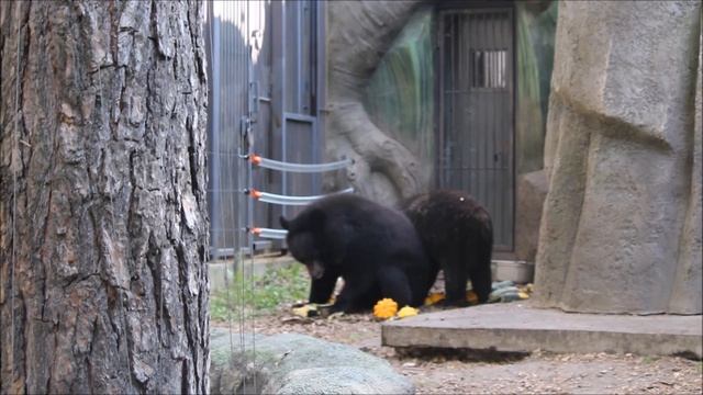 Уссурийские медвежата кушают кабачки и патиссоны 03.09.2025 смотреть онлайн