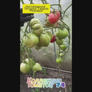 НАСЛАЖДЕНИЕ ТЕТУШКИ СВАРЛО (розовый) - ШИКАРНЫЙ СОРТ , ХИТ СЕЗОНА