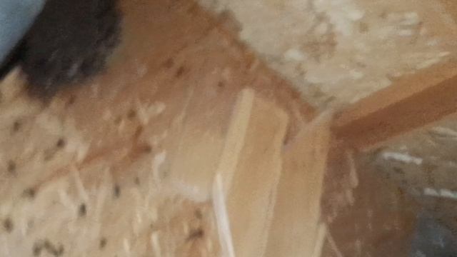 Уничтожил гнездо шершней смотреть онлайн