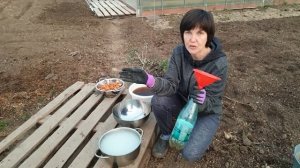 Посадка моркови на кисель. Суперурожай без прореживания.