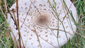 Зонтики в лесу