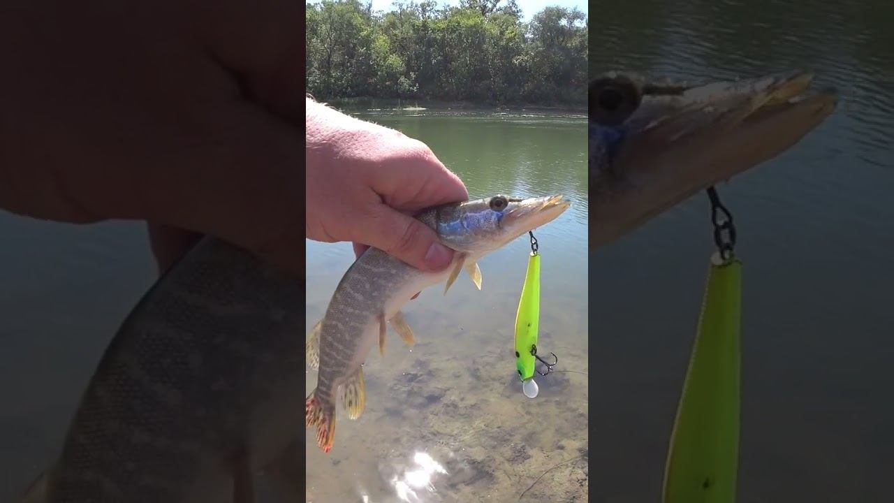 ZipBaits Rigge в жару #рыбалка #твичинг #shorts смотреть онлайн