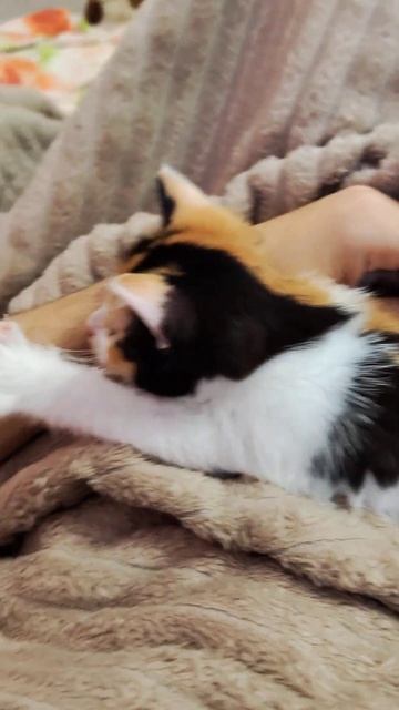 Мы спим ) #котенок #спим смотреть онлайн