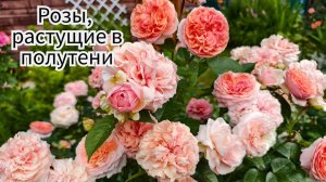 Розы, растущие в полутени